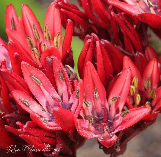 Ethereal Elegance: Red Bloom Of The Giant Spear Lily