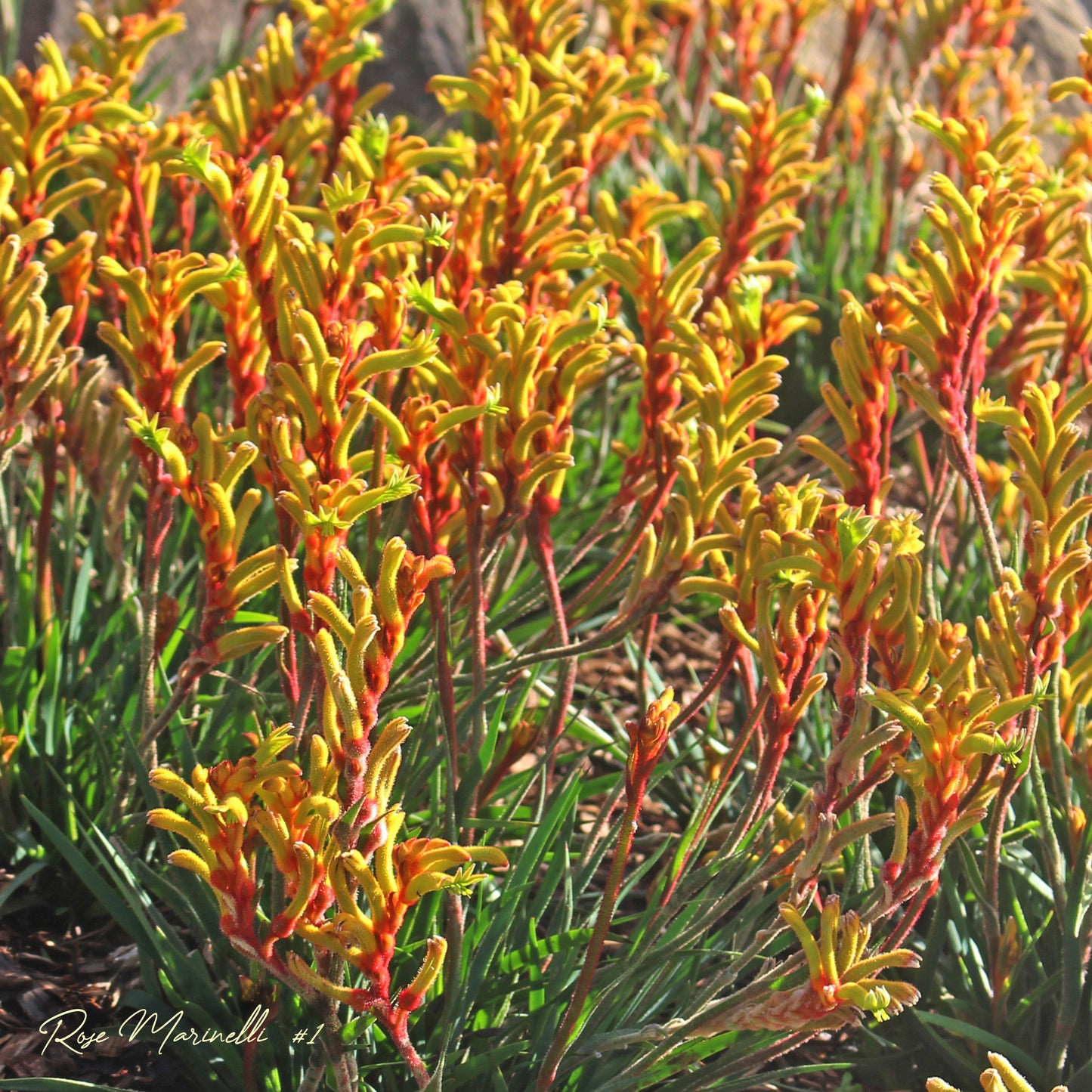 Golden Elegance: Anigozanthos Majesty