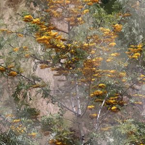 Silky Oak